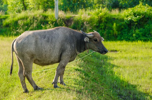 Thai buffalo — Stock Photo, Image