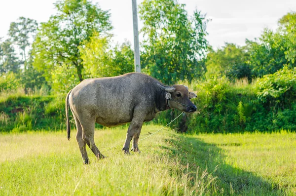 Thai buffalo — Stock Photo, Image