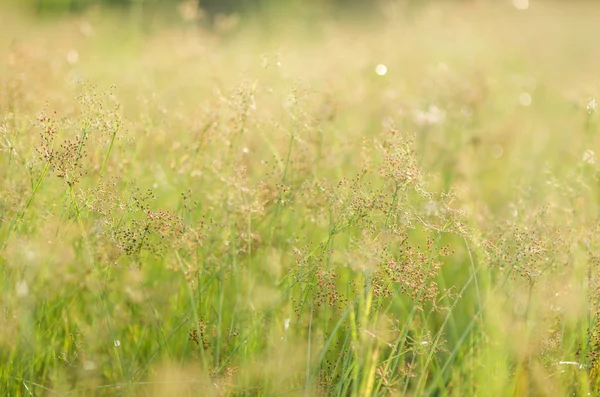 Grass bloom plant — Stock Photo, Image