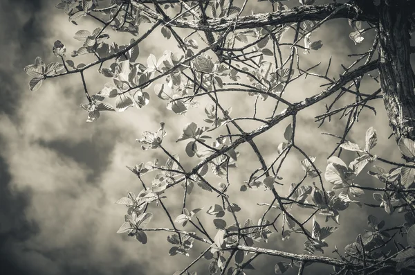 Baum und Himmel auf dem Land — Stockfoto