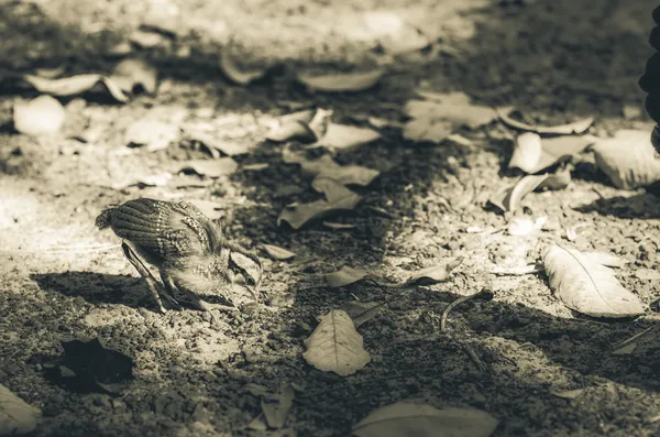 Pollo en la granja —  Fotos de Stock