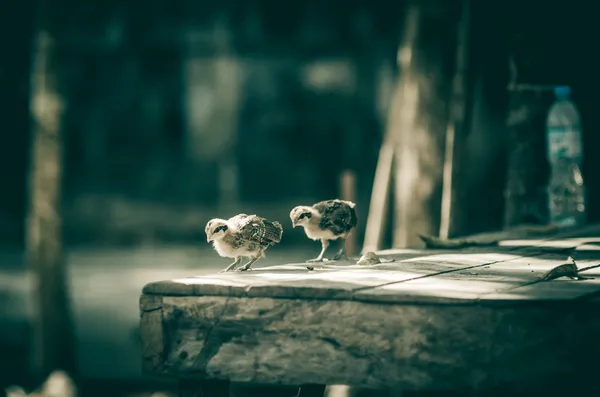 Poulet à la ferme — Photo