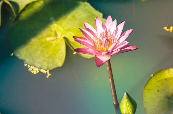 Lotus or Water lily — Stock Photo, Image