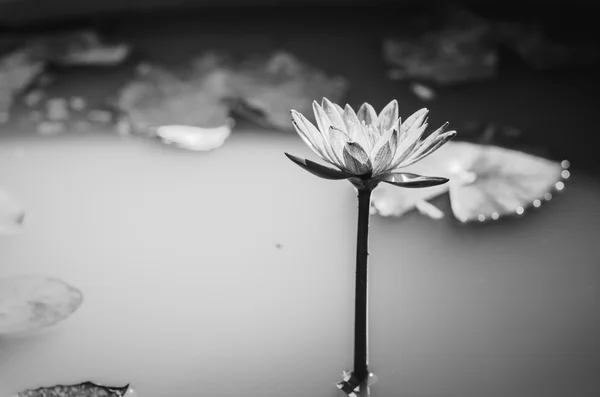 Lotus of waterlelie — Stockfoto
