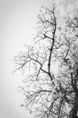 ağaç ve kırsal kesimde gökyüzü