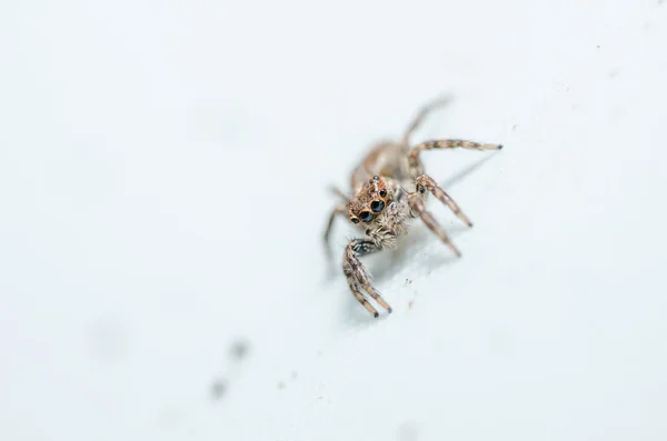 Spider in wall nature background — Stock Photo, Image