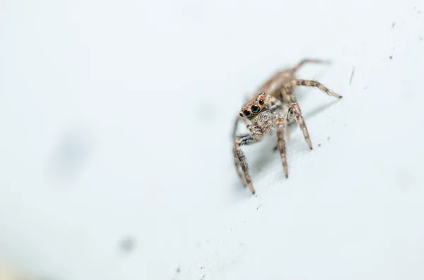 Pająk w tle ściany natura — Zdjęcie stockowe