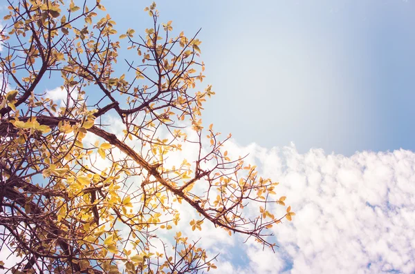 Tree and sky in countryside — Stock Photo, Image