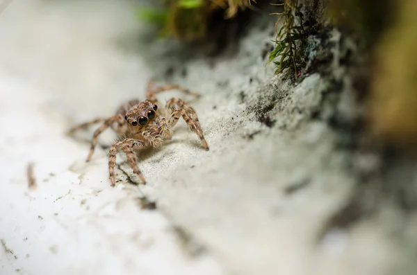 Spider in wall nature background — Stock Photo, Image