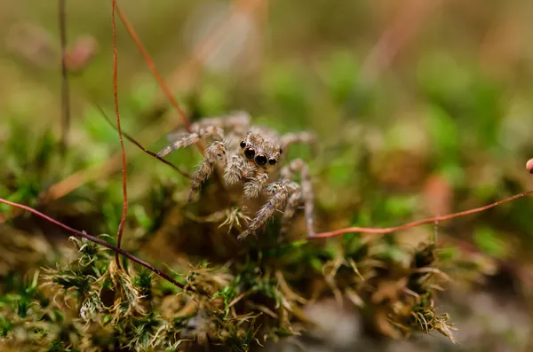 Spider in green nature background — Stock Photo, Image