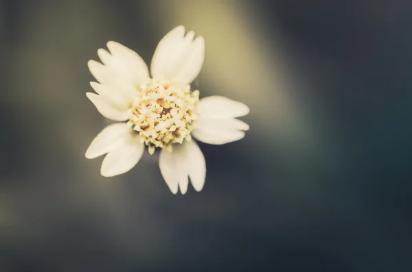 Pianta da fiore d'erba — Foto Stock