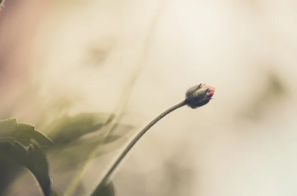 Plante à fleurs d'herbe — Photo