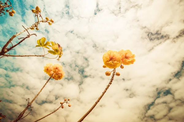 Gele zijde katoen of cochlospermum regium — Stockfoto