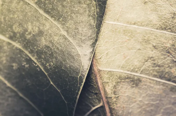 Φύλλα μακροεντολών του μάνγκο — Φωτογραφία Αρχείου