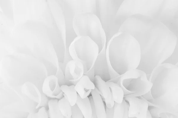 Kasımpatı çiçeği