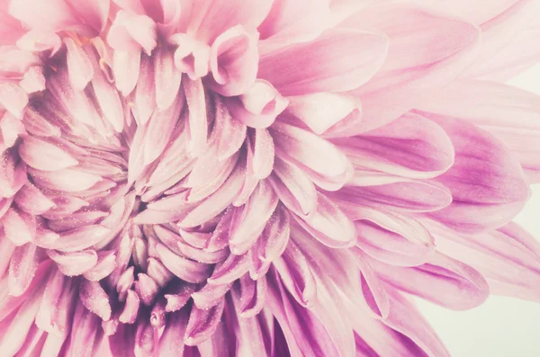 Fleur de chrysanthème — Photo