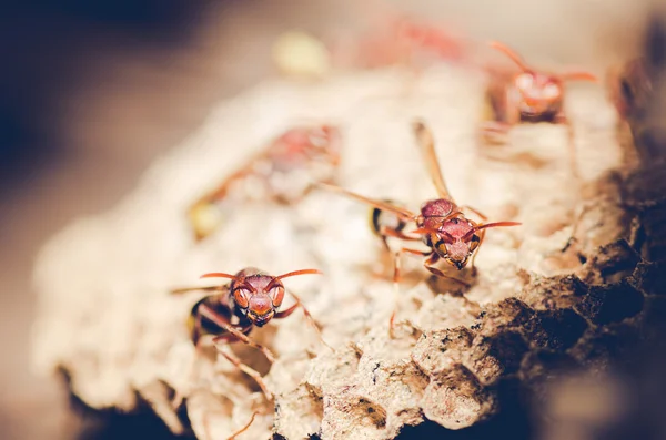 スズメバチ巣 — ストック写真