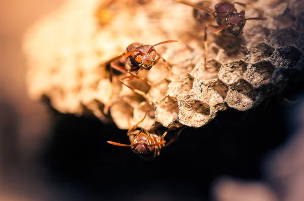 Wasp yuvaya — Stok fotoğraf