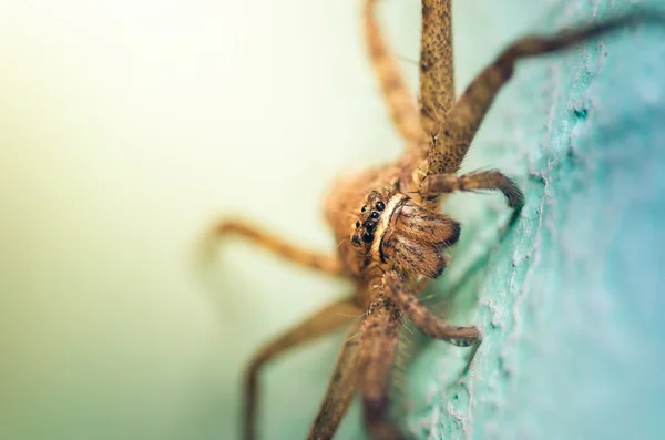 Brown spider in green background — Stock Photo, Image