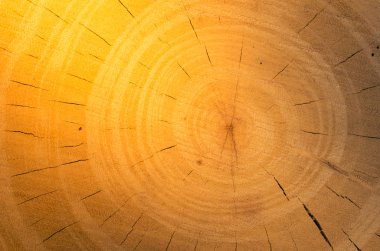 ağaç güdük arka plan