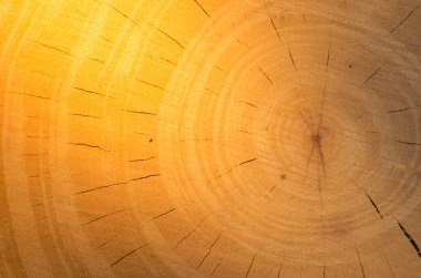 ağaç güdük arka plan