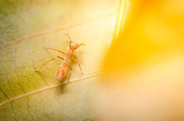 Myrmarachne plataleoides örümcek — Stok fotoğraf