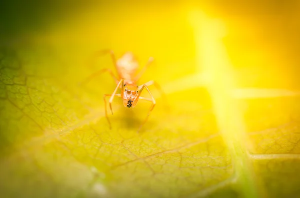 Myrmarachne Plataleoides 거미 — 스톡 사진