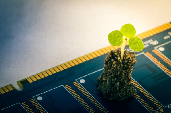 Little plant in electronic — Stock Photo, Image