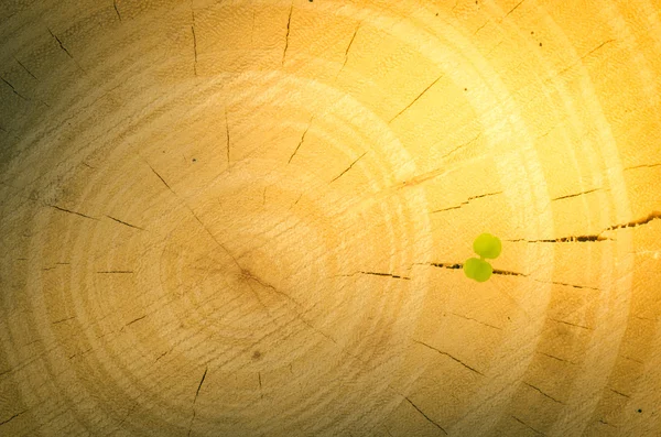 Ciocan de copac și plantă mică — Fotografie, imagine de stoc