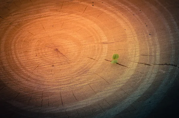 木の切り株と小さな植物 — ストック写真