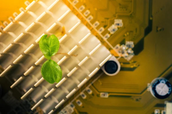 Pequena planta em eletrônica — Fotografia de Stock