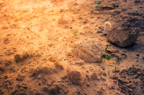 Young plant — Stock Photo, Image