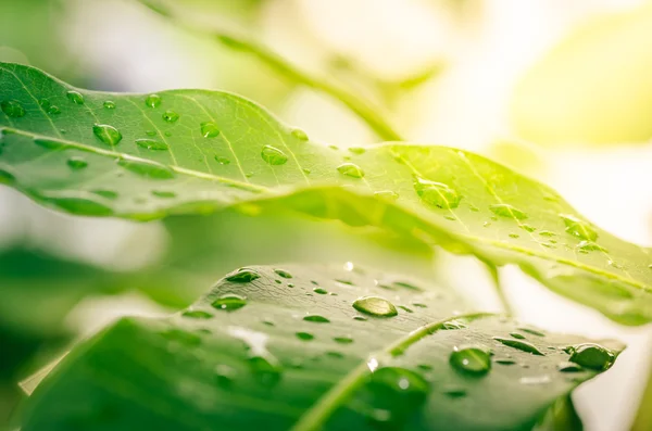 Gotas de água — Fotografia de Stock