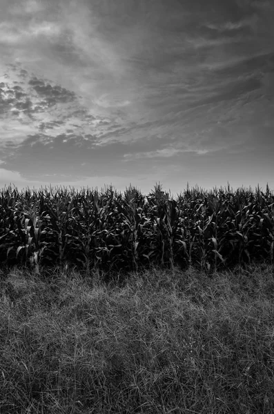 Azienda agricola di mais — Foto Stock