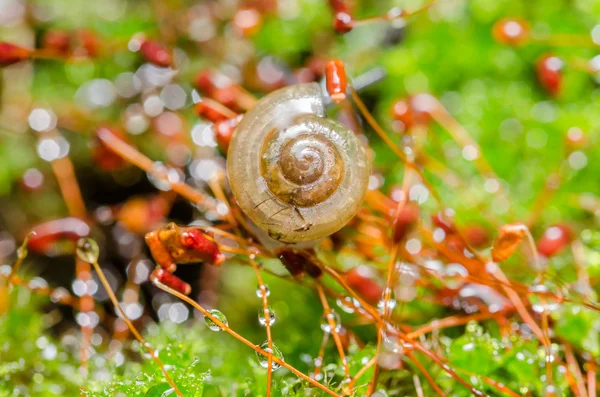 Caracóis e musgo — Fotografia de Stock