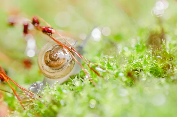 蜗牛和苔藓 — 图库照片