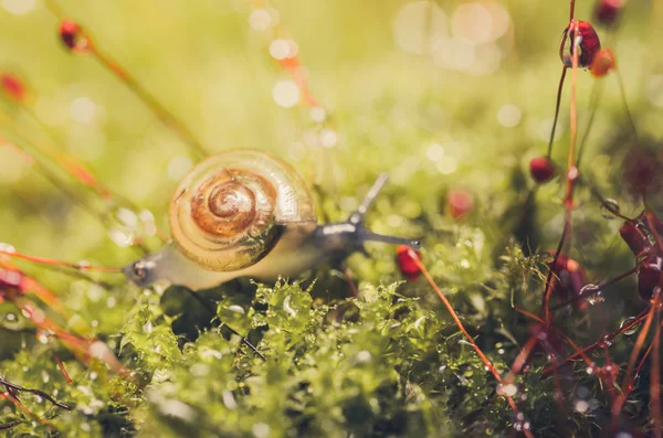 Snails and moss — Stock Photo, Image