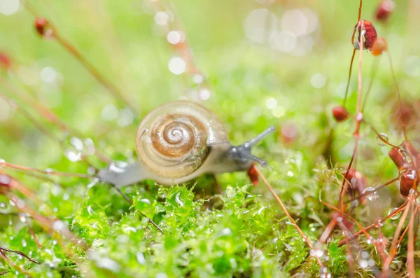 Snails and moss — Stock Photo, Image