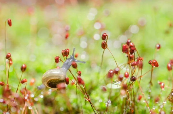 Slakken en moss — Stockfoto