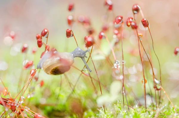 Snails and moss — Stock Photo, Image