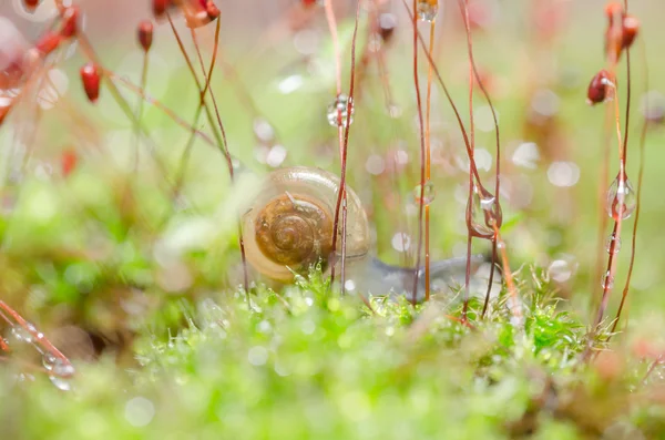 蜗牛和苔藓 — 图库照片