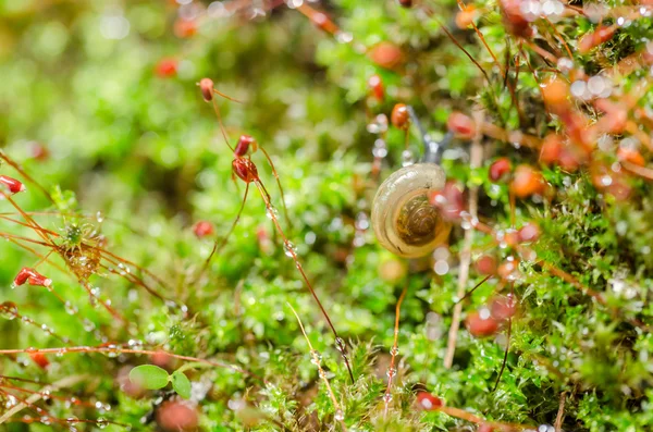 Snails and moss — Stock Photo, Image