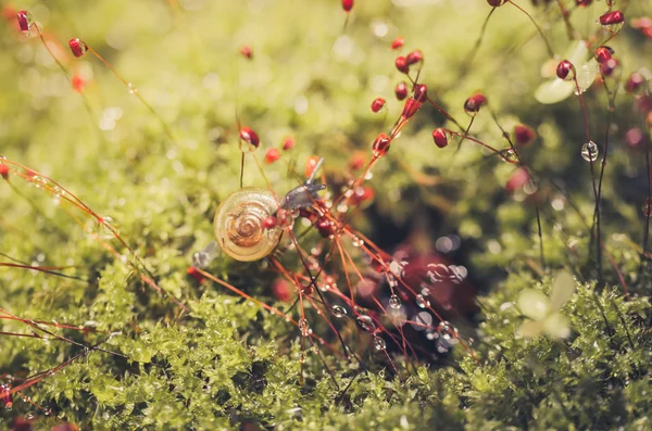 Snails and moss — Stock Photo, Image