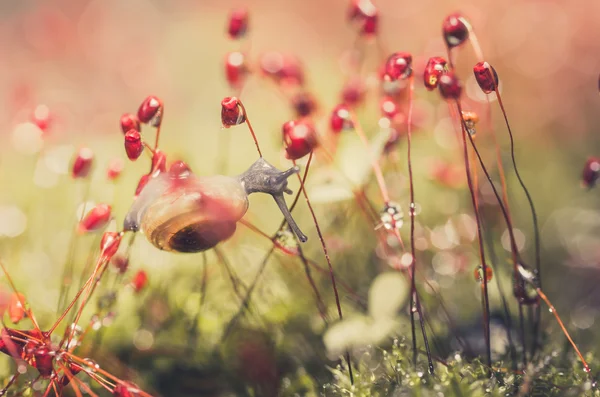 Slakken en moss — Stockfoto