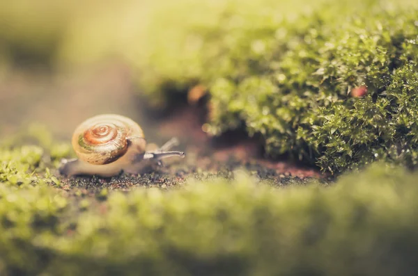 蜗牛和苔藓 — 图库照片