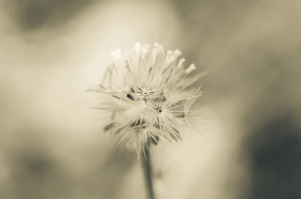 Flor planta — Foto de Stock