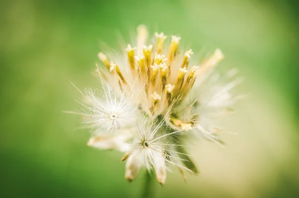 Planta flor — Fotografia de Stock