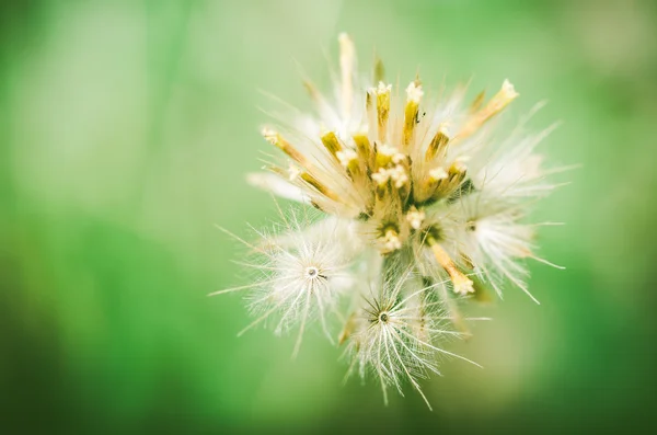 Bloem plant — Stockfoto