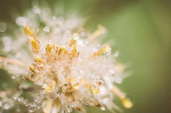 Planta flor — Fotografia de Stock