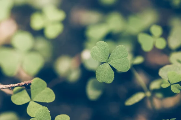 Green leaf — Stock Photo, Image